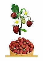 Комплект карточек "Запоминай, играй, считай" - Ягоды - fgospostavki.ru - Дмитров