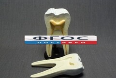 Модель "Строение зуба" - fgospostavki.ru - Дмитров