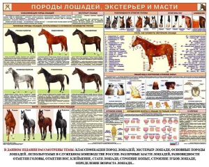 Комплект плакатов "Служебное коневодство" - fgospostavki.ru - Дмитров