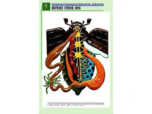 Рельефная таблица "Внутреннее строение жука" (формат А1, матовое ламинирование) - fgospostavki.ru - Дмитров