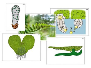Модель-аппликация "Размножение папоротника" (ламинированная) - fgospostavki.ru - Дмитров