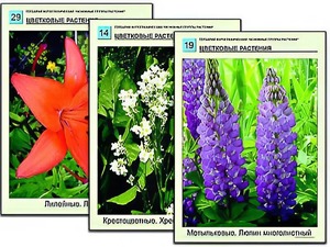 Гербарий фотографический "Основные группы растений" - fgospostavki.ru - Дмитров