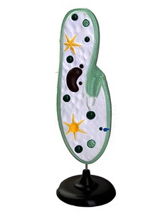 Модель инфузории-туфельки - fgospostavki.ru - Дмитров