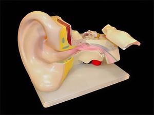 Модель уха - fgospostavki.ru - Дмитров