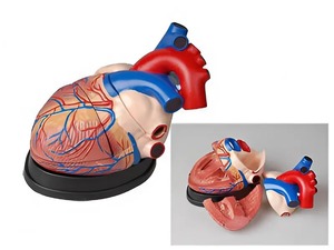 Модель сердца в разрезе (демонстрационная) - fgospostavki.ru - Дмитров