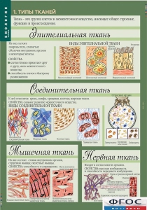 Комплект таблиц. Биология 8-9 класс. Человек. - fgospostavki.ru - Дмитров