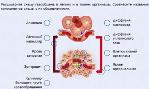 Интерактивные курсы. Биология 9 класс. Расширенный. - fgospostavki.ru - Дмитров