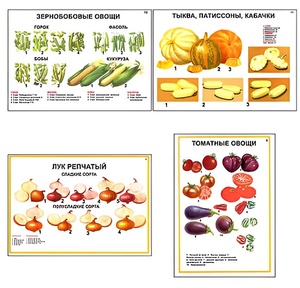 Плакаты ПРОФТЕХ "Ассортимент овощных культур" (12 пл, винил, 70х100) - fgospostavki.ru - Дмитров