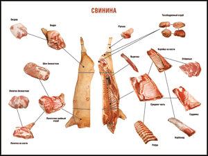Таблица "Правила разделки мясных туш. Свинина" (100х140 сантиметров. винил) - fgospostavki.ru - Дмитров