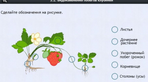 Интерактивные курсы. Биология 7 класс. Расширенный. - fgospostavki.ru - Дмитров