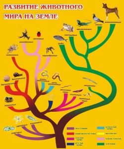 Стенд "Развитие животного мира на земле" - fgospostavki.ru - Дмитров