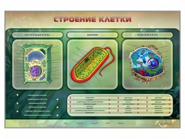 Электрифицированный стенд "Строение клетки" с маркерными полями - fgospostavki.ru - Дмитров