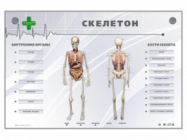 Электрифицированный стенд-тренажер "Скелетон" - fgospostavki.ru - Дмитров