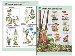 Комплект таблиц "Окружающий мир. Грибы. Растительный мир" (12 таблиц, А1, ламинированные) - fgospostavki.ru - Дмитров