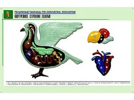 Рельефная таблица "Внутреннее строение голубя" (формат А1, матовое ламинирование) - fgospostavki.ru - Дмитров
