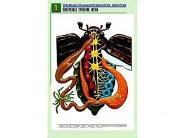 Рельефная таблица "Внутреннее строение жука" (формат А1, матовое ламинирование) - fgospostavki.ru - Дмитров