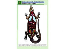 Рельефная таблица "Внутреннее строение ящерицы" (формат А1, матовое ламинирование) - fgospostavki.ru - Дмитров