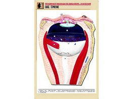 Рельефная таблица "Глаз. Строение" (формат А1, матовое ламинирование) - fgospostavki.ru - Дмитров