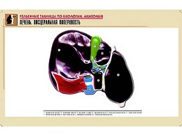 Рельефная таблица "Печень. Висцеральная поверхность" (формат А1, матовое ламинирование) - fgospostavki.ru - Дмитров