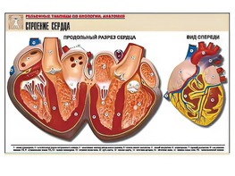 Рельефная таблица "Строение сердца" (формат А1, матовое ламинирование) - fgospostavki.ru - Дмитров