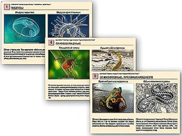 Комплект таблиц раздаточных "Ядовитые животные" - fgospostavki.ru - Дмитров