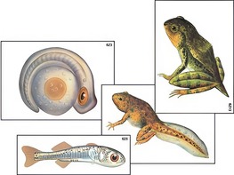 Модель-аппликация "Развитие костной рыбы и лягушки" (ламинированная) - fgospostavki.ru - Дмитров