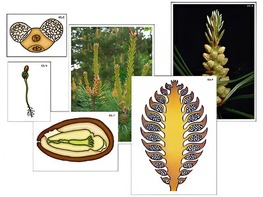 Модель-аппликация "Размножение сосны" (ламинированная) - fgospostavki.ru - Дмитров