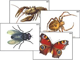 Модель-аппликация "Разнообразие беспозвоночных" (ламинированная) - fgospostavki.ru - Дмитров