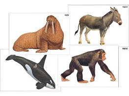 Модель-аппликация "Разнообразие высших хордовых 2. Млекопитающие" (ламинированная) - fgospostavki.ru - Дмитров