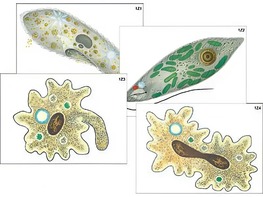 Модель-аппликация "Строение и разнообразие простейших" (ламинированная) - fgospostavki.ru - Дмитров