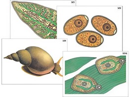 Модель-аппликация "Циклы развития печеночного сосальщика и бычьего цепня" (ламинированная) - fgospostavki.ru - Дмитров