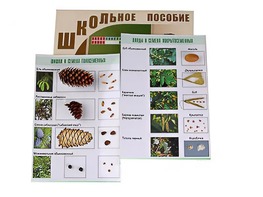 Коллекция "Шишки, плоды, семена деревьев и кустарников" - fgospostavki.ru - Дмитров
