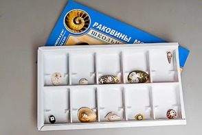 Коллекция "Раковины моллюсков" - fgospostavki.ru - Дмитров