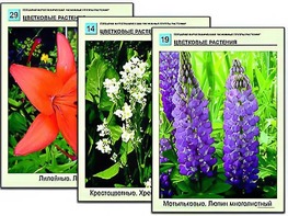Гербарий фотографический "Основные группы растений" - fgospostavki.ru - Дмитров