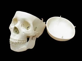 Модель "Череп человека" - fgospostavki.ru - Дмитров