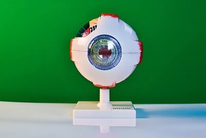 Модель глаза - fgospostavki.ru - Дмитров