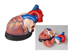 Модель сердца в разрезе (демонстрационная) - fgospostavki.ru - Дмитров