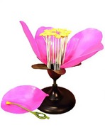 Модель цветка яблони - fgospostavki.ru - Дмитров