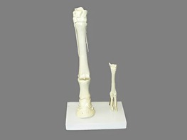 Модель "Скелет конечностей лошади и овцы" (на подставке) - fgospostavki.ru - Дмитров