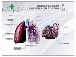 Стенд "Дыхательная система человека" - fgospostavki.ru - Дмитров