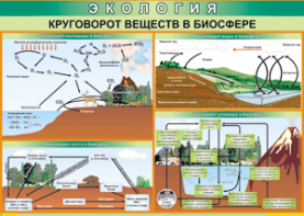 Таблица "Круговорот веществ в биосфере" (100х140 сантиметров, винил) - fgospostavki.ru - Дмитров
