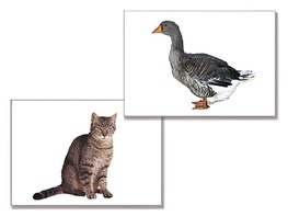 Дидактическое пособие "Домашние животные" (24 карточки) - fgospostavki.ru - Дмитров