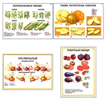 Плакаты ПРОФТЕХ "Ассортимент овощных культур" (12 пл, винил, 70х100) - fgospostavki.ru - Дмитров