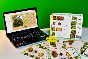 Коллекция натурально-интерактивная "Шишки, плоды, семена деревьев и кустарников" - fgospostavki.ru - Дмитров