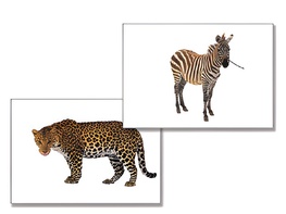 Дидактическое пособие "Дикие животные" - fgospostavki.ru - Дмитров