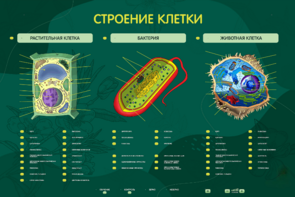 Электрифицированный стенд "Строение клетки" с маркерными полями - fgospostavki.ru - Дмитров