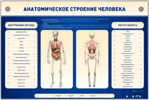 Электрифицированный стенд-тренажер c макетом скелета "Анатомическое строение человека" - fgospostavki.ru - Дмитров