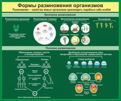 Стенд "Формы размножения организмов" - fgospostavki.ru - Дмитров