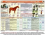 Комплект плакатов "Служебное коневодство" - fgospostavki.ru - Дмитров