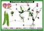 Комплект таблиц "Ознакомление с окружающим миром 1-4 класс" - fgospostavki.ru - Дмитров